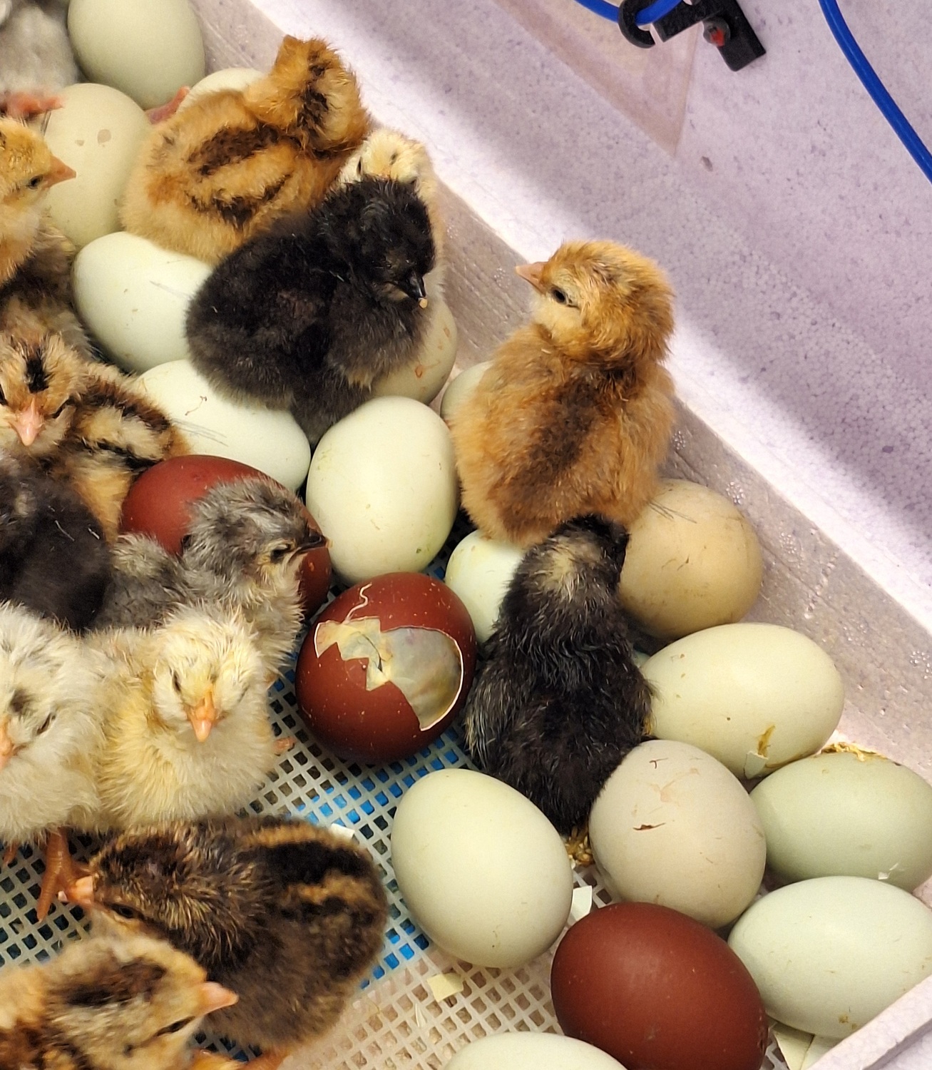 Pfarrkindergarten Pernegg